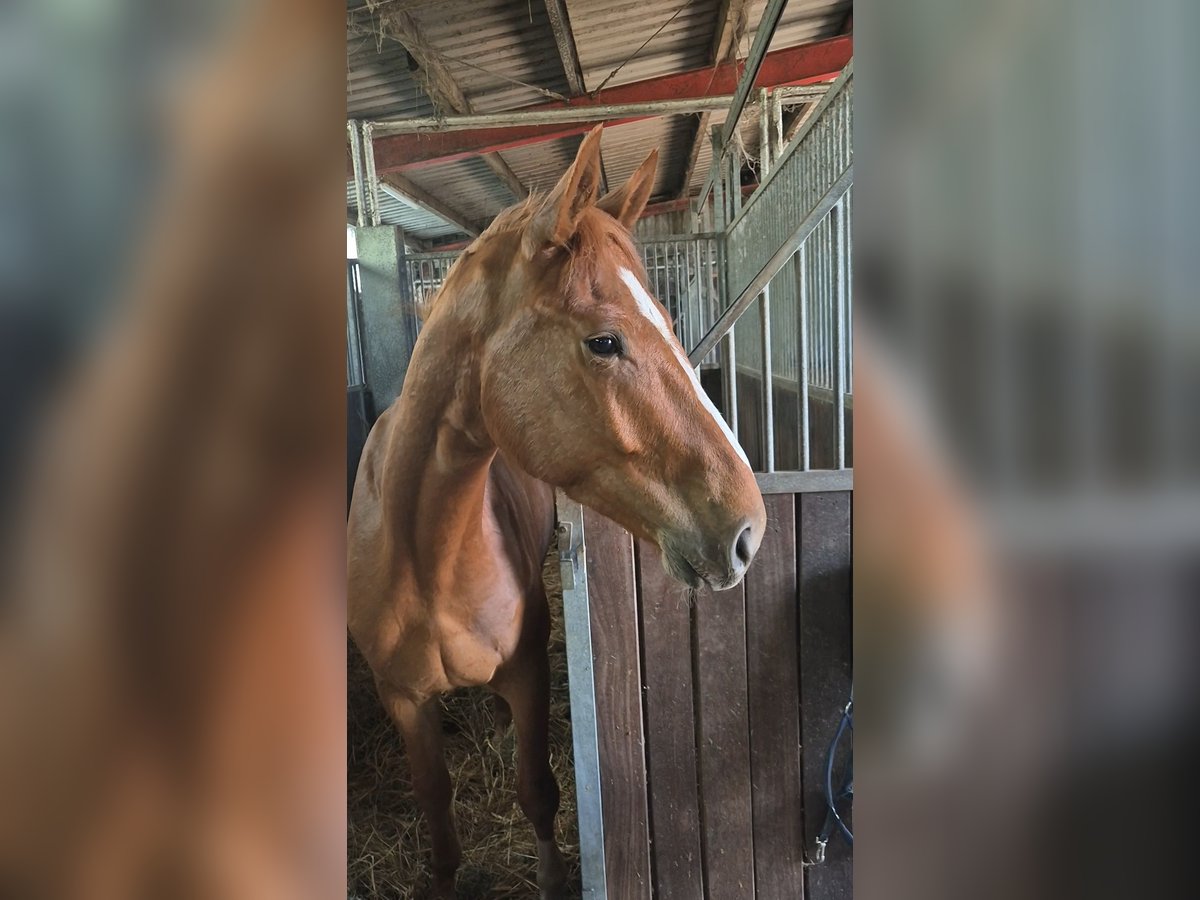 Hanoverian Gelding 4 years 17 hh Chestnut-Red in Winsen (Luhe)