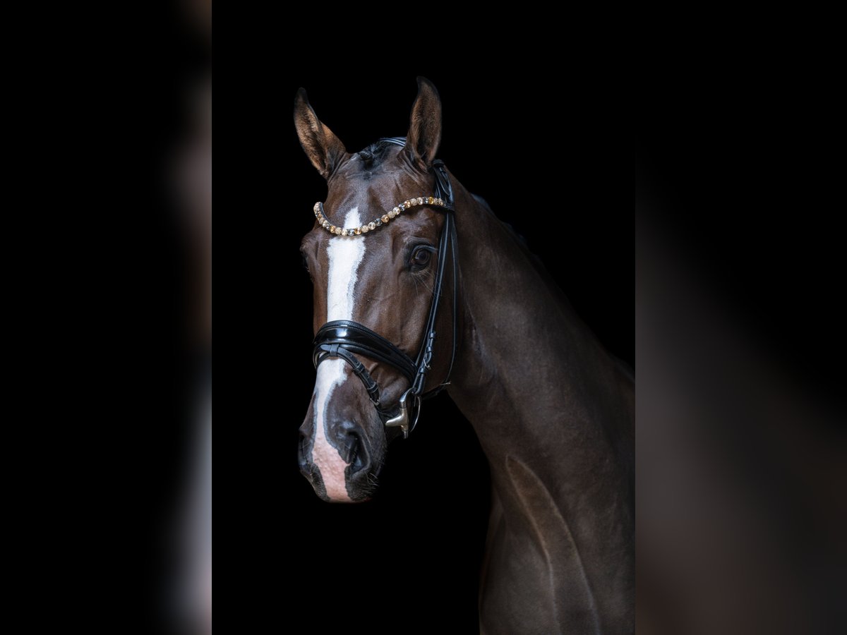 Hanoverian Gelding 4 years 17 hh in Wingst