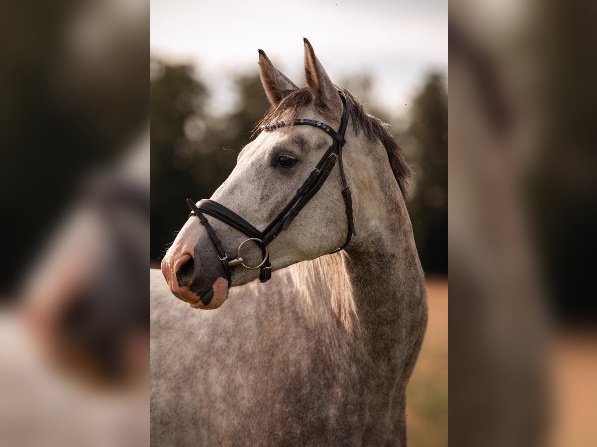 Hanoverian Gelding 4 years 17 hh Gray-Dapple in Würselen