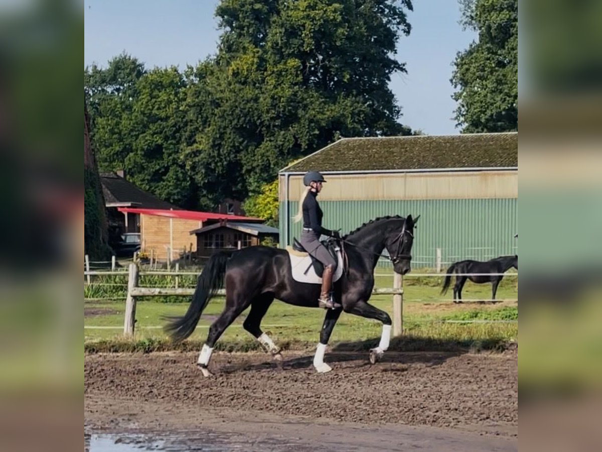 Hanoverian Gelding 4 years 17,1 hh Black in KirchlintelnKirchlinteln