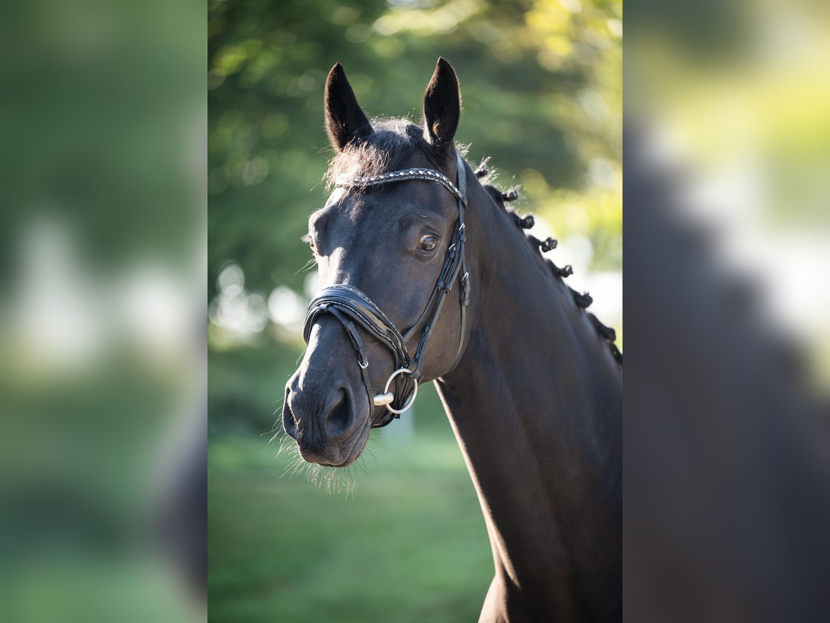 Hanoverian Gelding 4 years 17,1 hh Black in Nettetal