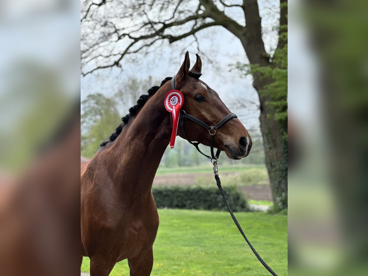 Hanoverian Gelding 4 years 17,1 hh Brown in Essen (Oldenburg)