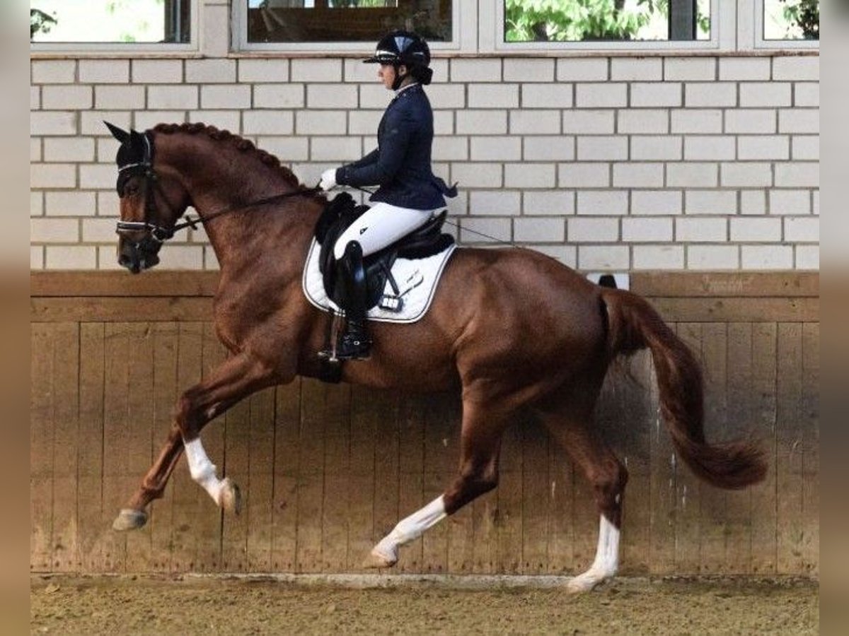 Hanoverian Gelding 4 years 17,1 hh Chestnut in Greifenstein