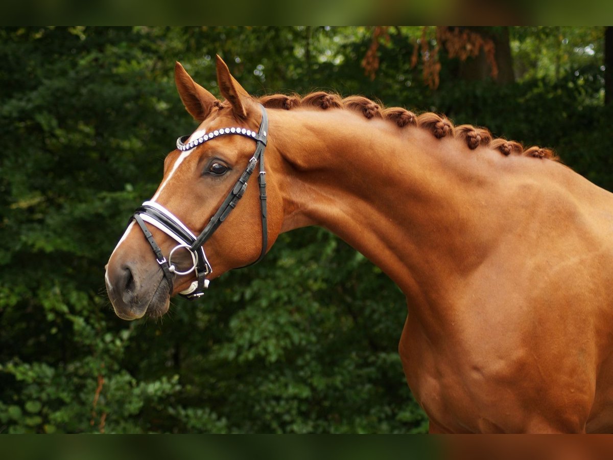 Hanoverian Gelding 4 years 17,1 hh Chestnut-Red in Gleichen