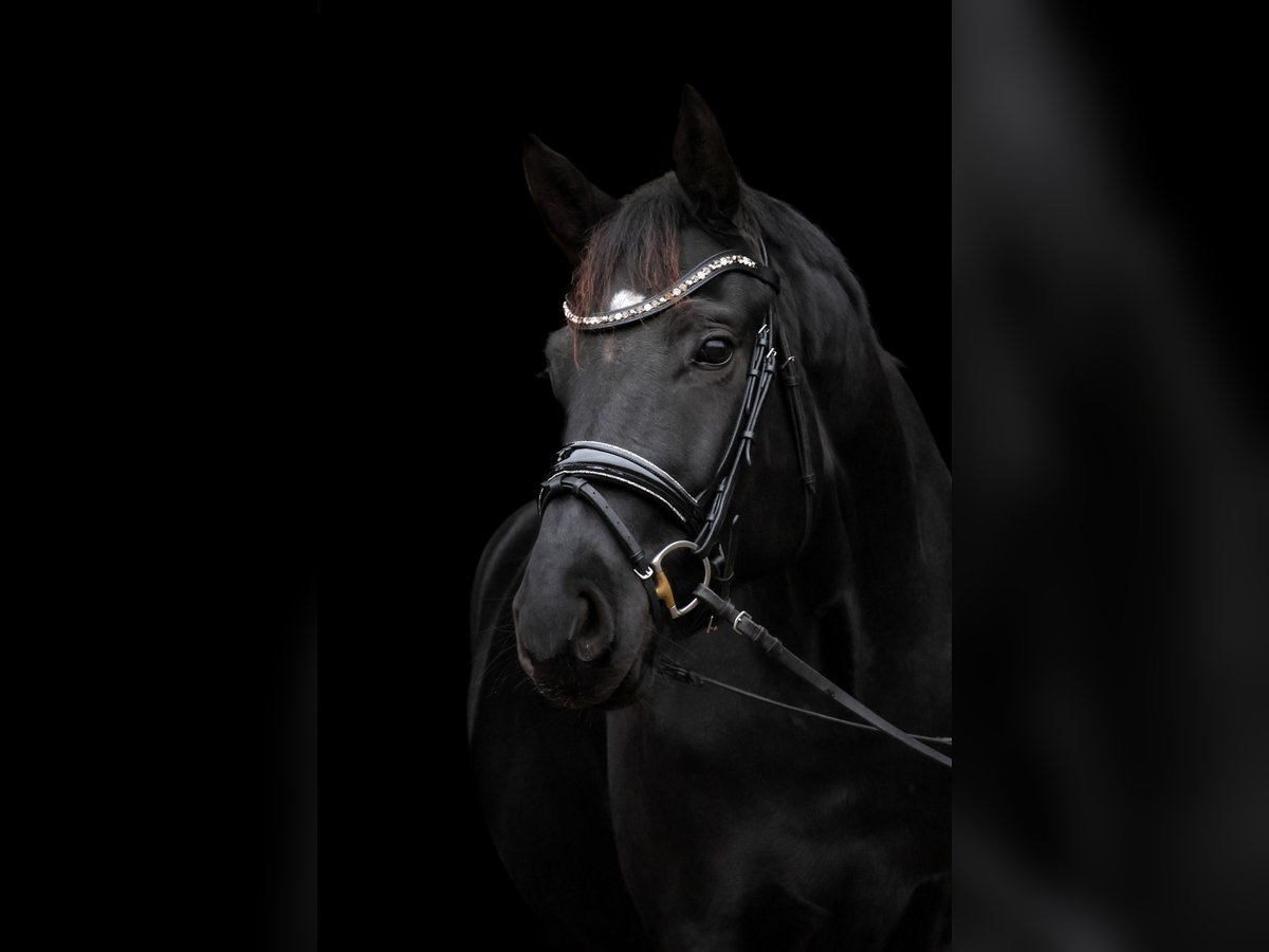 Hanoverian Gelding 4 years 17,1 hh Smoky-Black in Tespe