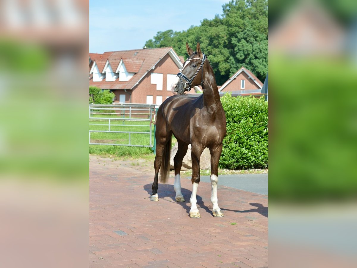 Hanoverian Gelding 4 years 17,2 hh Chestnut in Vechta
