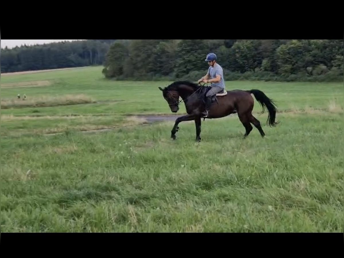 Hanoverian Gelding 4 years Bay-Dark in Udenhain