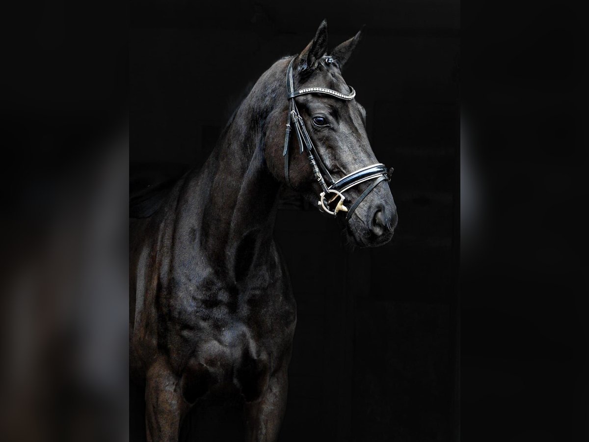 Hanoverian Gelding 4 years Black in Hamburg