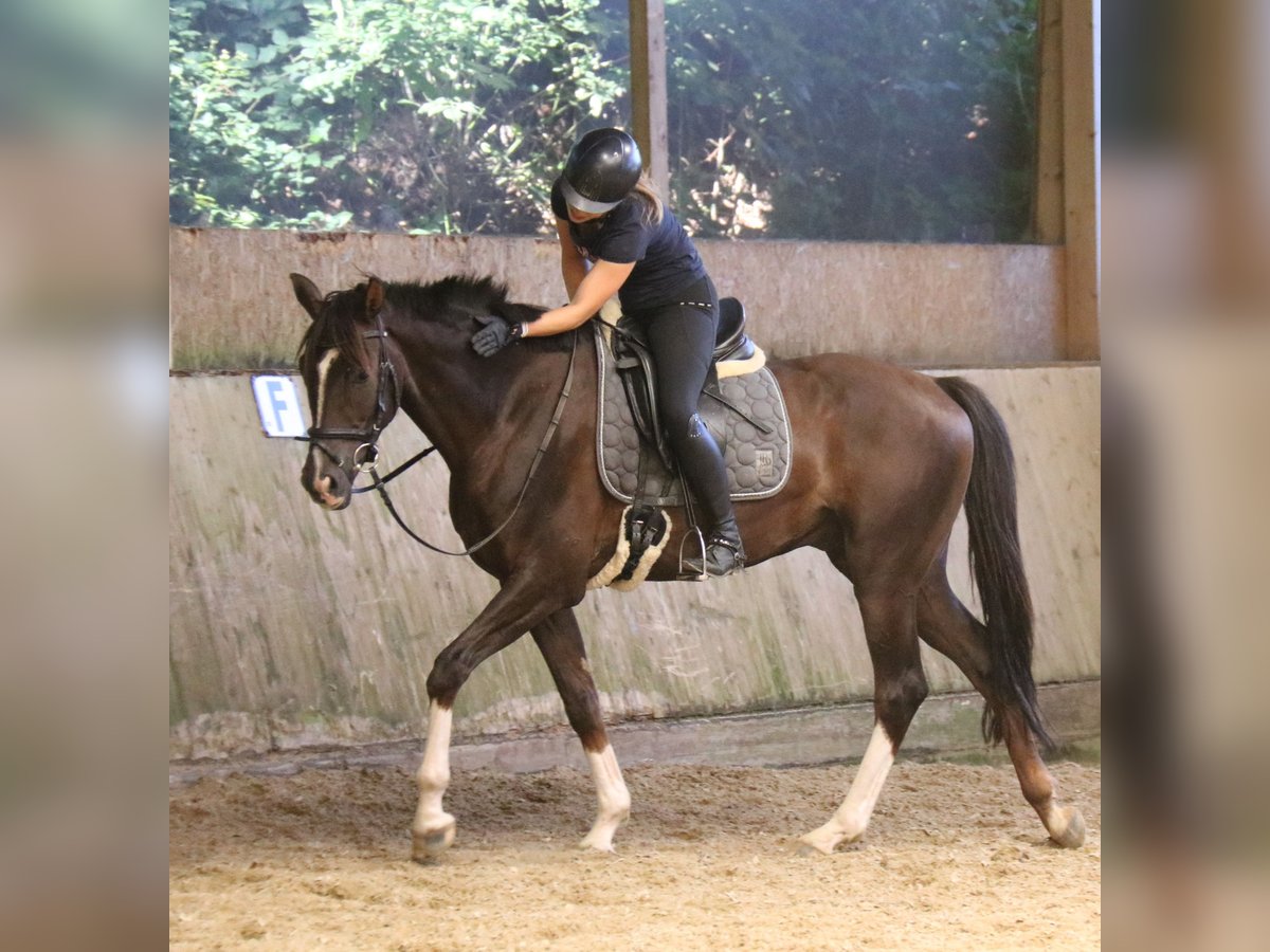 Hanoverian Gelding 4 years Chestnut-Red in Haltern am See