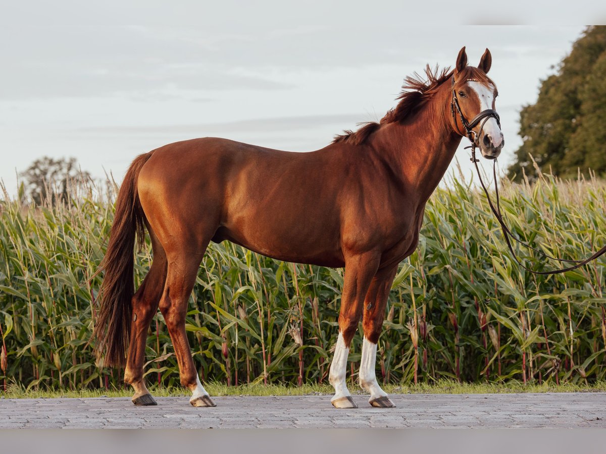 Hanoverian Gelding 5 years 15,3 hh Chestnut-Red in Burweg