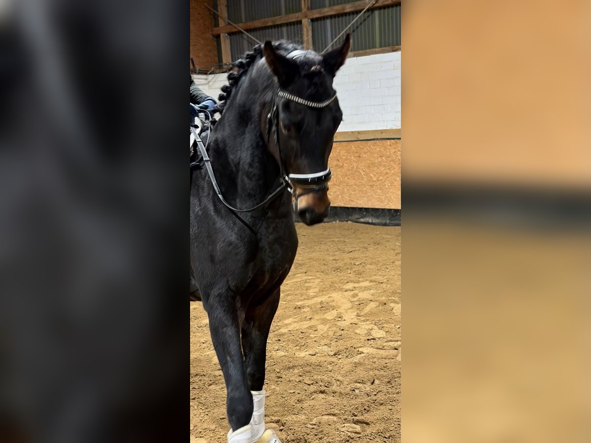 Hanoverian Gelding 5 years 16,1 hh Bay-Dark in Goslar