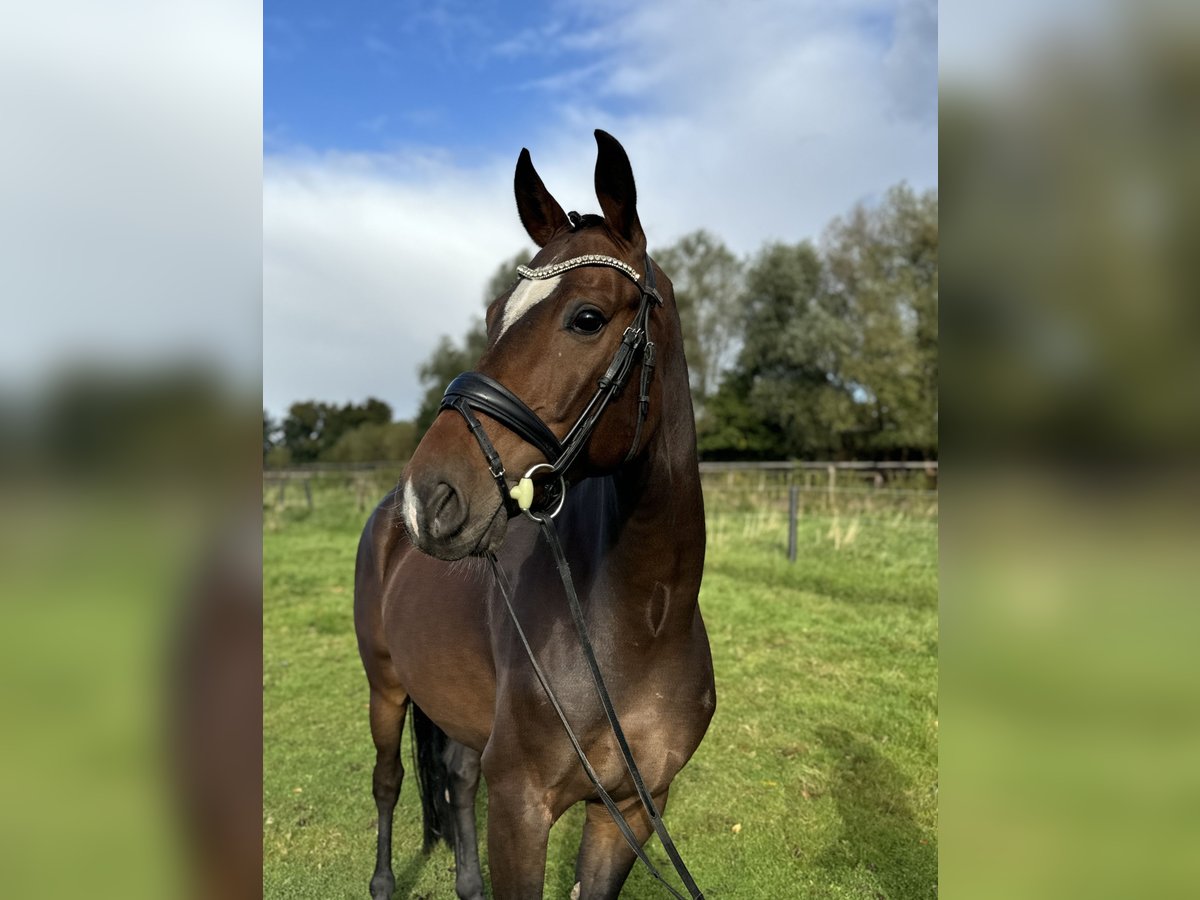 Hanoverian Gelding 5 years 16,1 hh Bay-Dark in Hamburg Osdorf