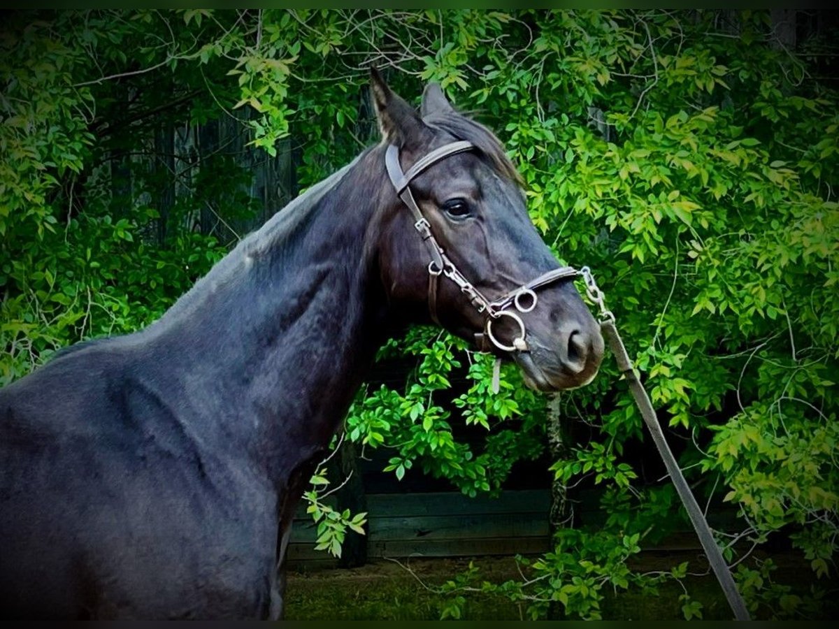 Hanoverian Gelding 5 years 16,1 hh Bay-Dark in Kecskemét