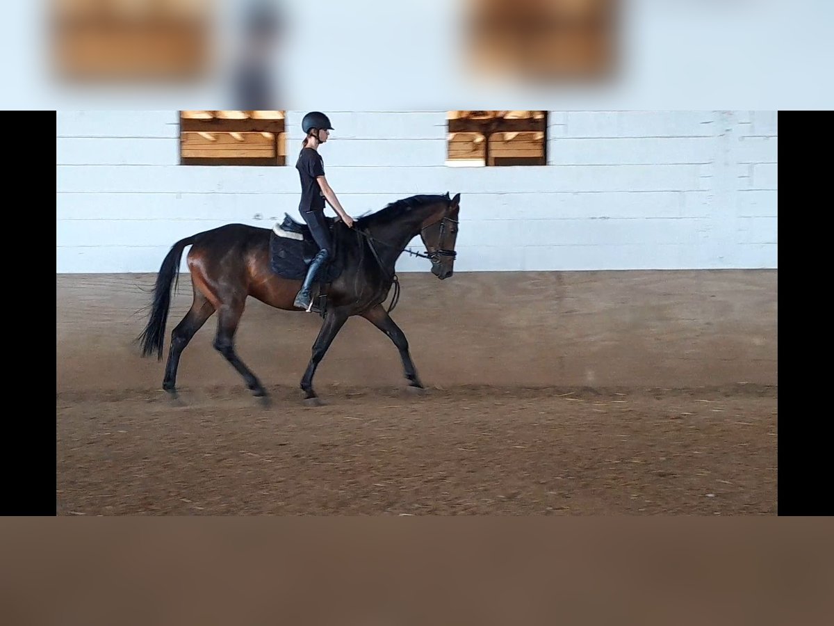 Hanoverian Gelding 5 years 16,1 hh Bay-Dark in Niederzier