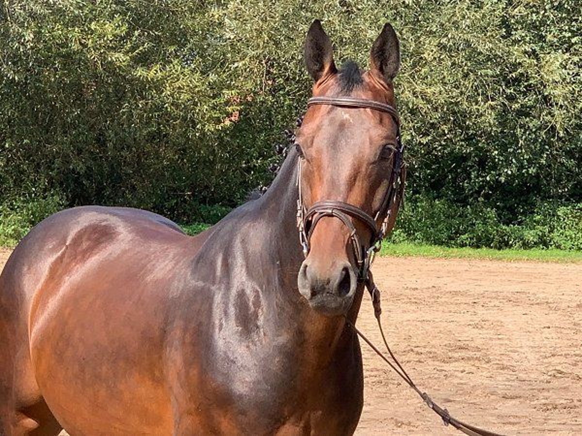 Hanoverian Gelding 5 years 16,1 hh Bay-Dark in Verden (Aller)