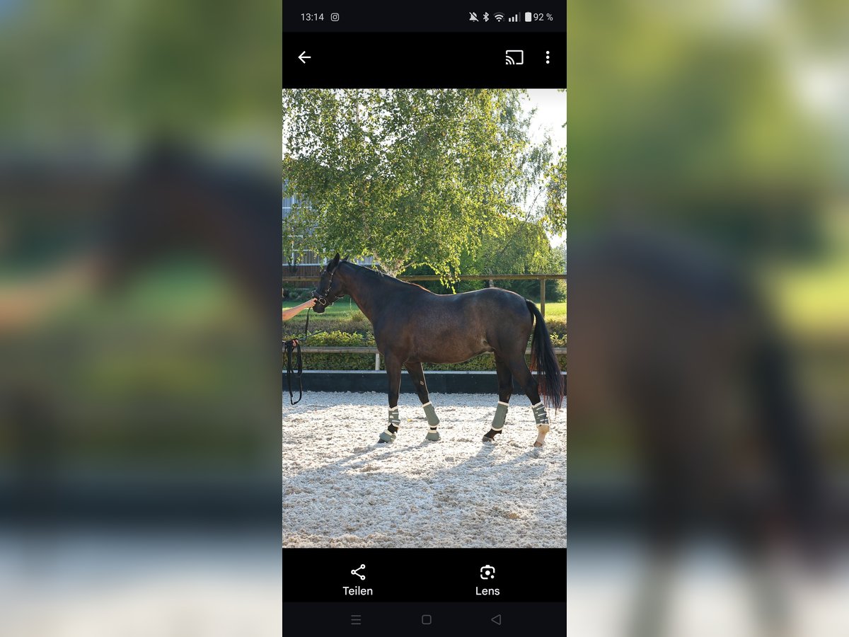 Hanoverian Gelding 5 years 16,1 hh Black in Bad Orb