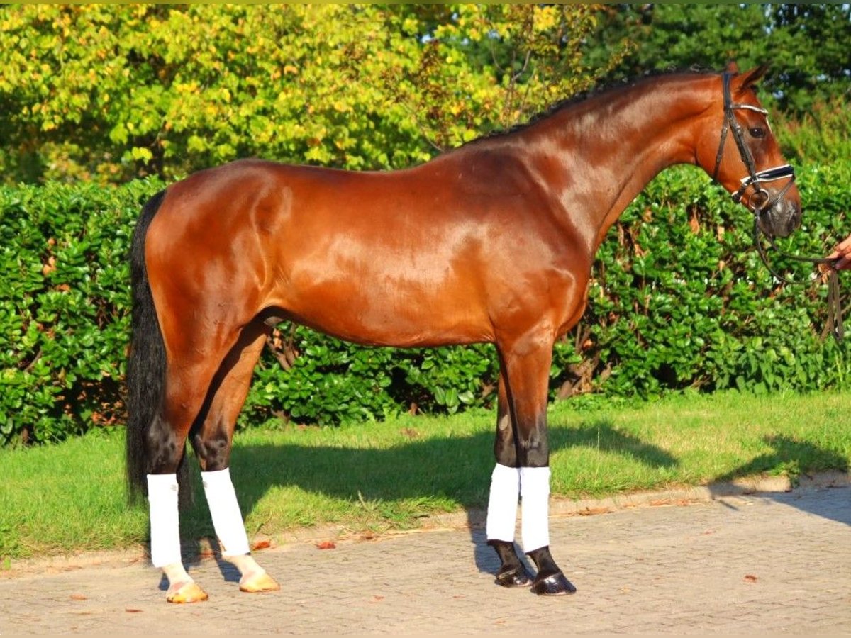 Hanoverian Gelding 5 years 16,1 hh Brown in Selsingen