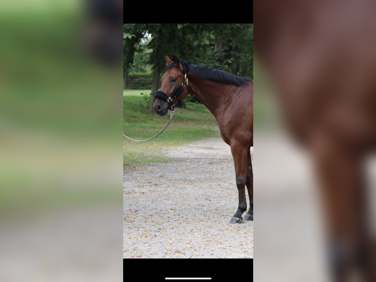 Hanoverian Gelding 5 years 16,1 hh Brown in Darmstadt