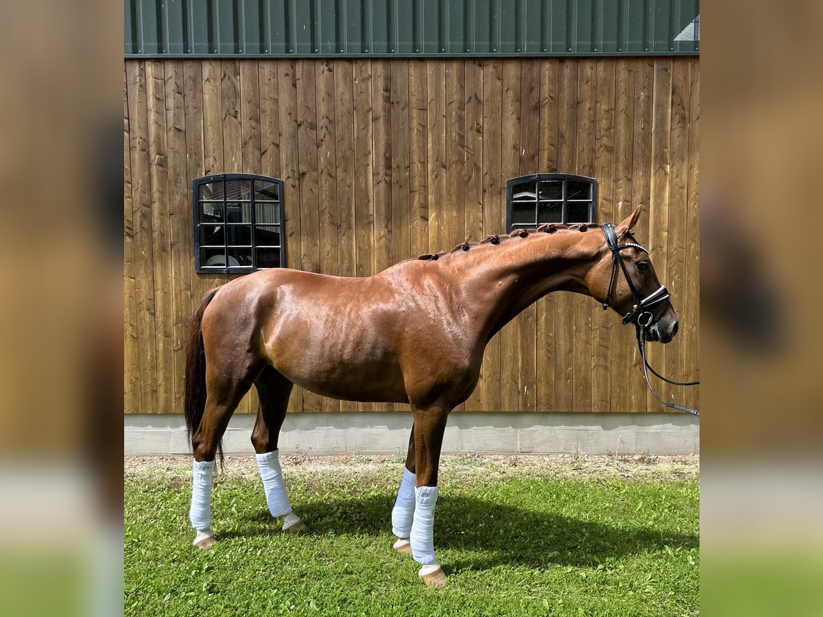 Hanoverian Gelding 5 years 16,1 hh Chestnut-Red in Soltau