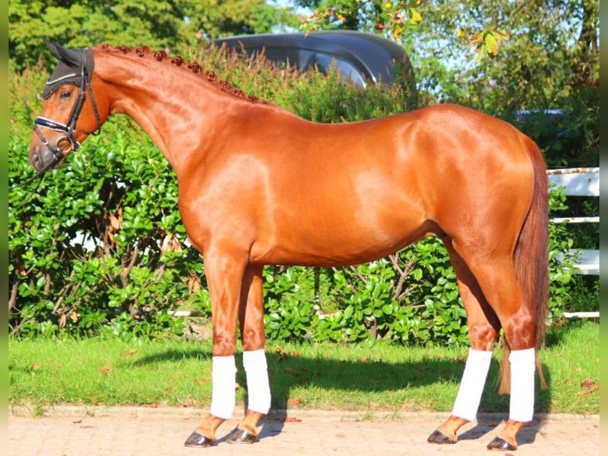 Hanoverian Gelding 5 years 16,1 hh Chestnut-Red in Selsingen