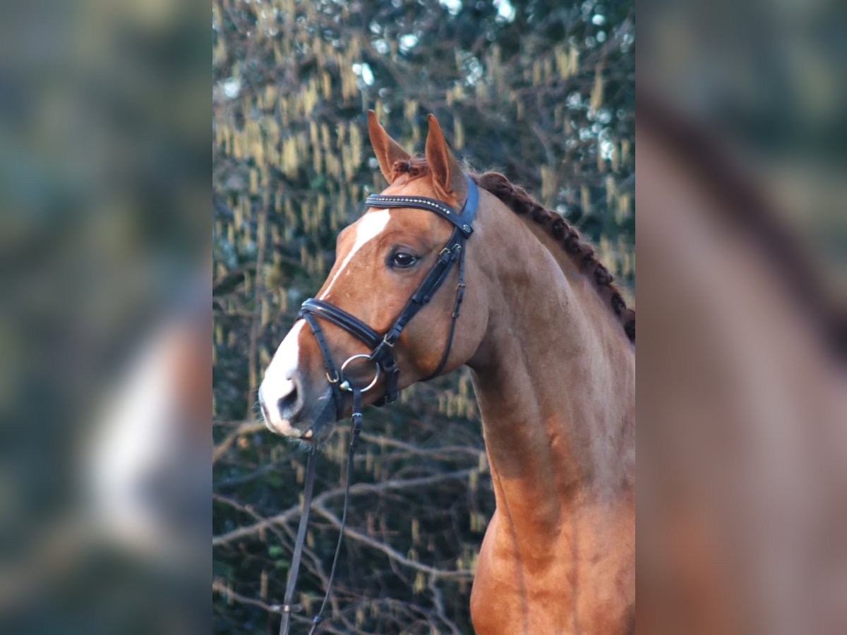 Hanoverian Gelding 5 years 16,1 hh Chestnut-Red in Deinstedt