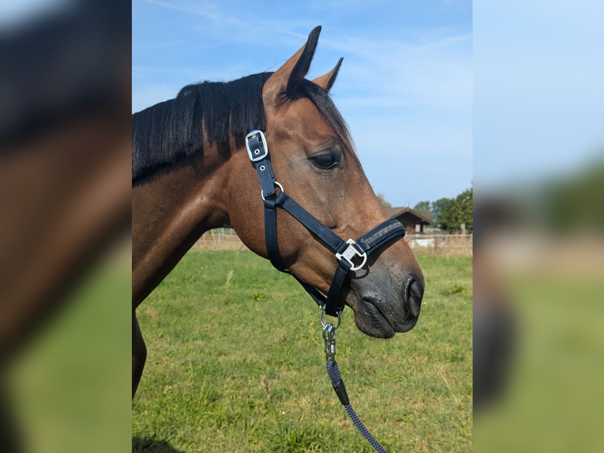 Hanoverian Gelding 5 years 16,1 hh in Einhausen