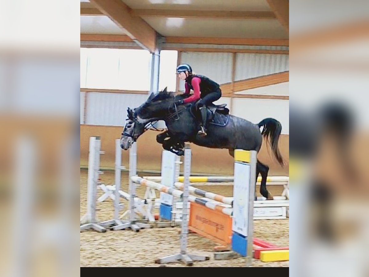 Hanoverian Gelding 5 years 16,1 hh Gray in N&#xFC;rnberg