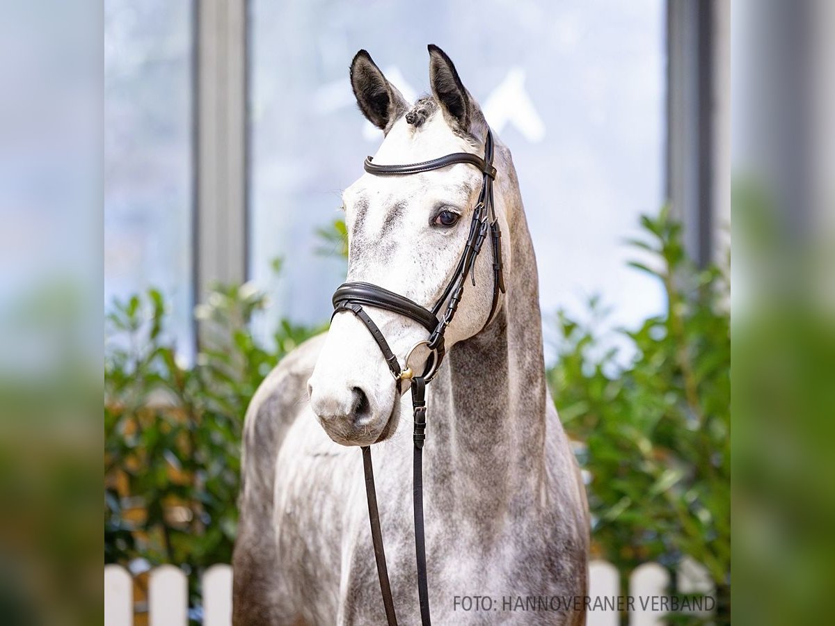 Hanoverian Gelding 5 years 16,1 hh Gray in Verden