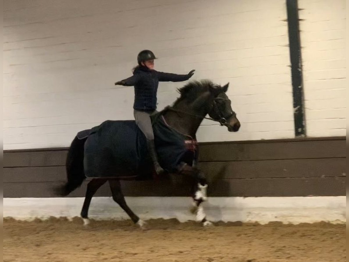 Hanoverian Gelding 5 years 16,1 hh Smoky-Black in Verden (Aller)