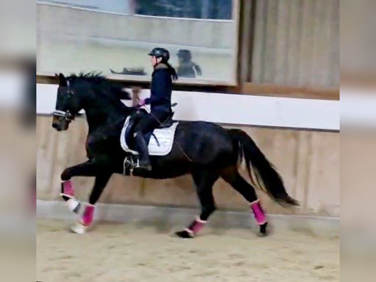 Hanoverian Gelding 5 years 16,1 hh Smoky-Black in Böheimkirchen