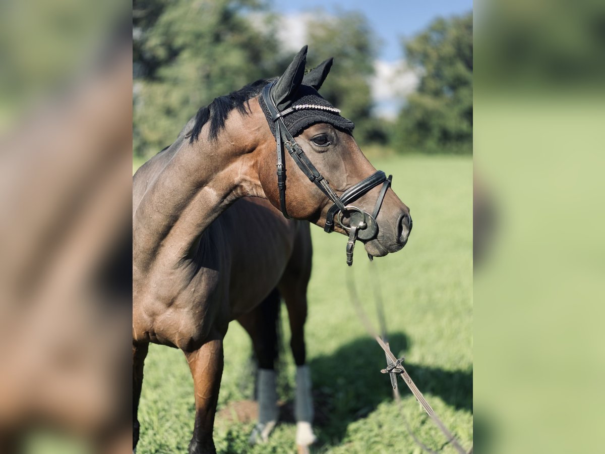 Hanoverian Gelding 5 years 16,2 hh Bay-Dark in Traunreut