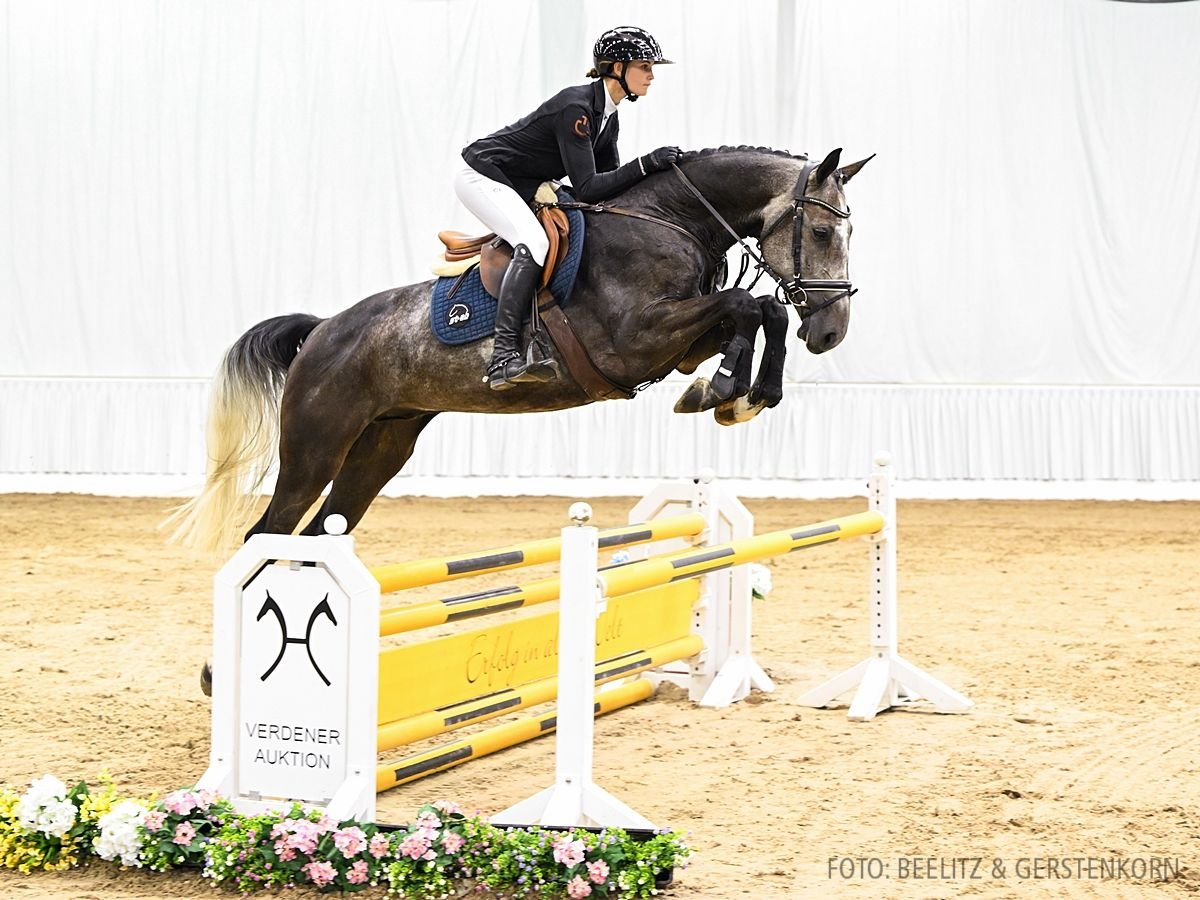 Hanoverian Gelding 5 years 16,2 hh Bay-Dark in Verden