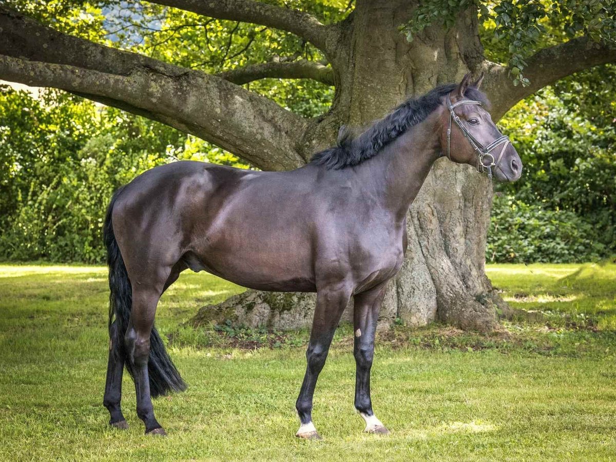 Hanoverian Gelding 5 years 16,2 hh Black in Langelsheim