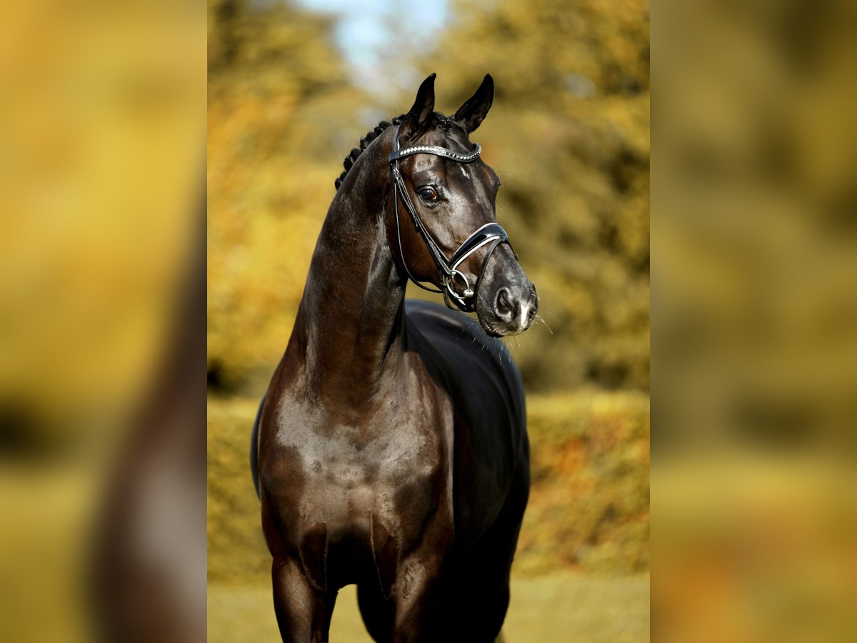 Hanoverian Gelding 5 years 16,2 hh Black in Greven