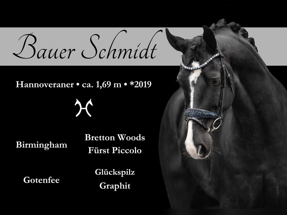 Hanoverian Gelding 5 years 16,2 hh Black in Wehringen