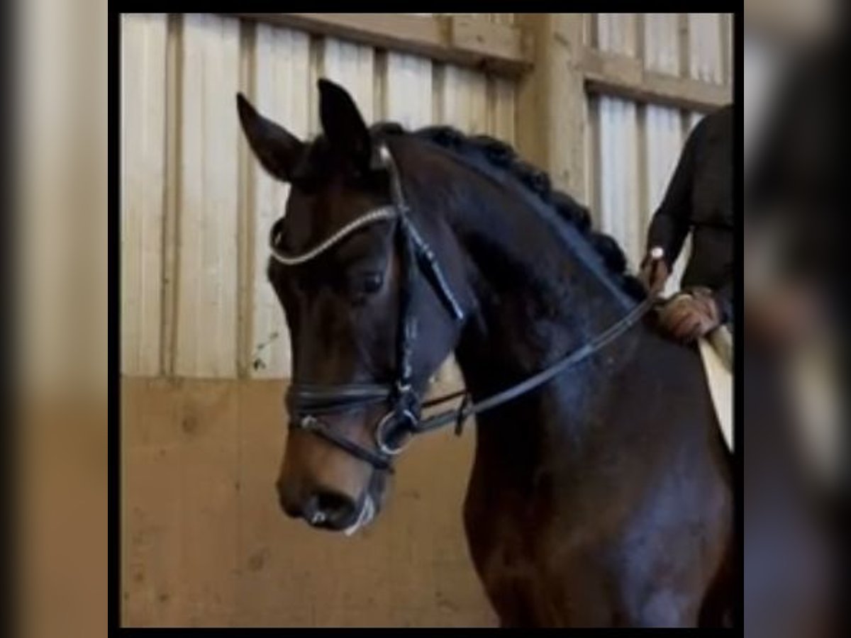 Hanoverian Gelding 5 years 16,2 hh Brown in Kutenholz