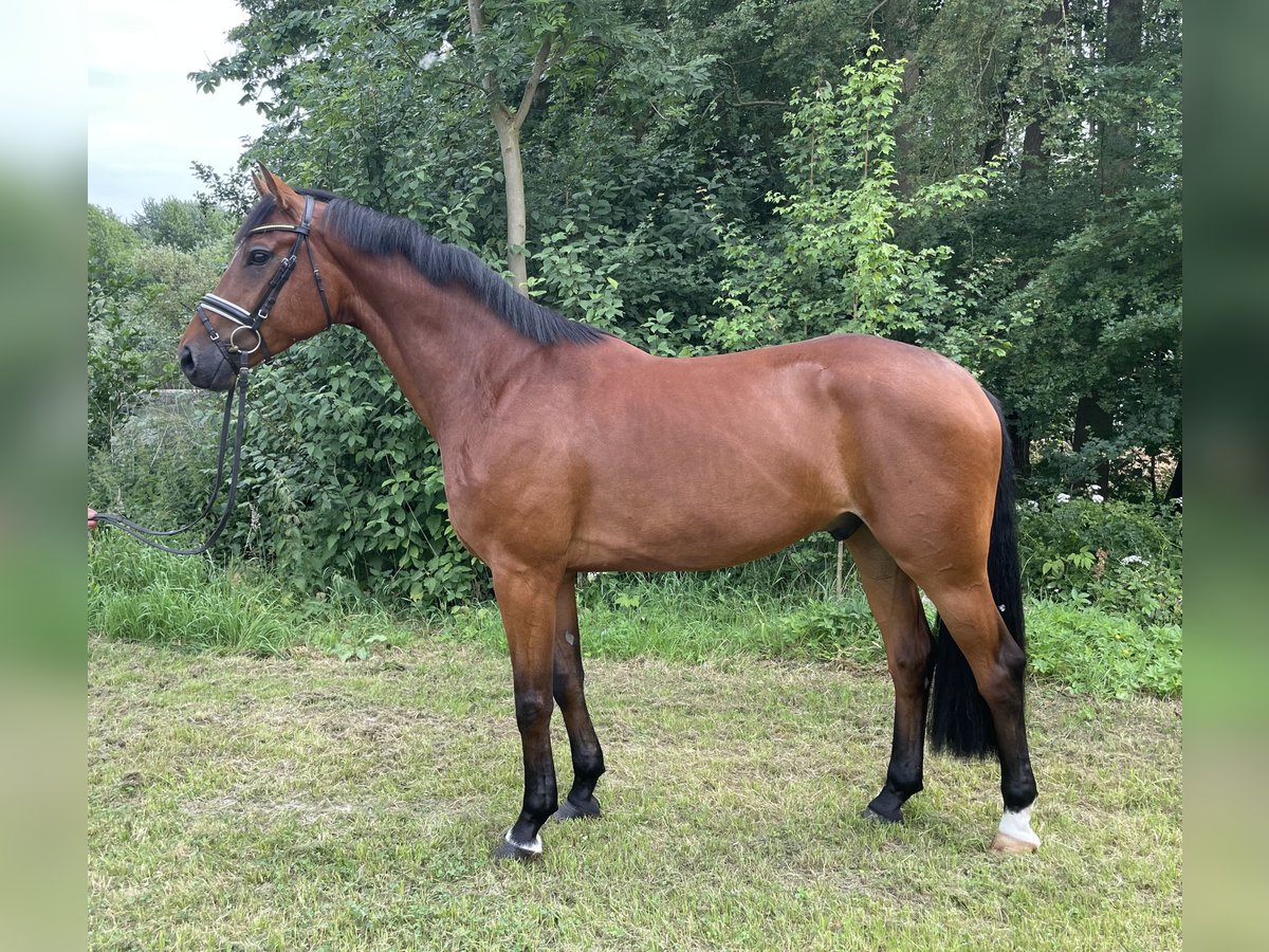 Hanoverian Gelding 5 years 16,2 hh Brown in Neuhaus an der Oste