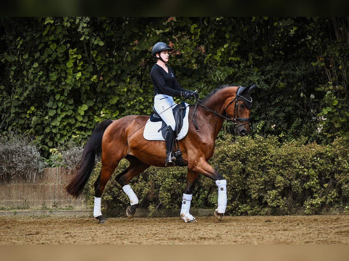 Hanoverian Gelding 5 years 16,2 hh Brown in Riedstadt