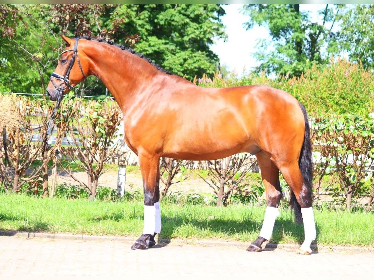 Hanoverian Gelding 5 years 16,2 hh Brown in Selsingen