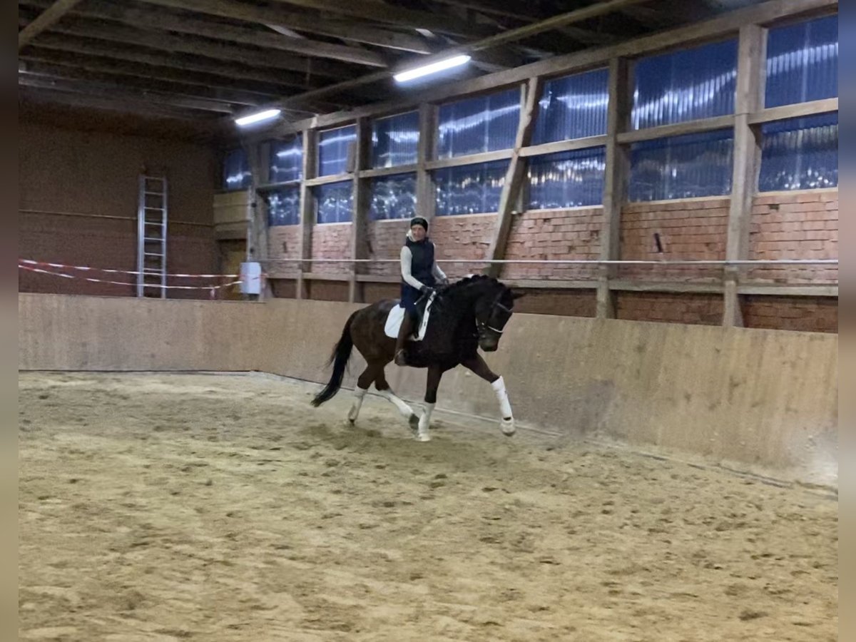 Hanoverian Gelding 5 years 16,2 hh Brown in Alfstedt