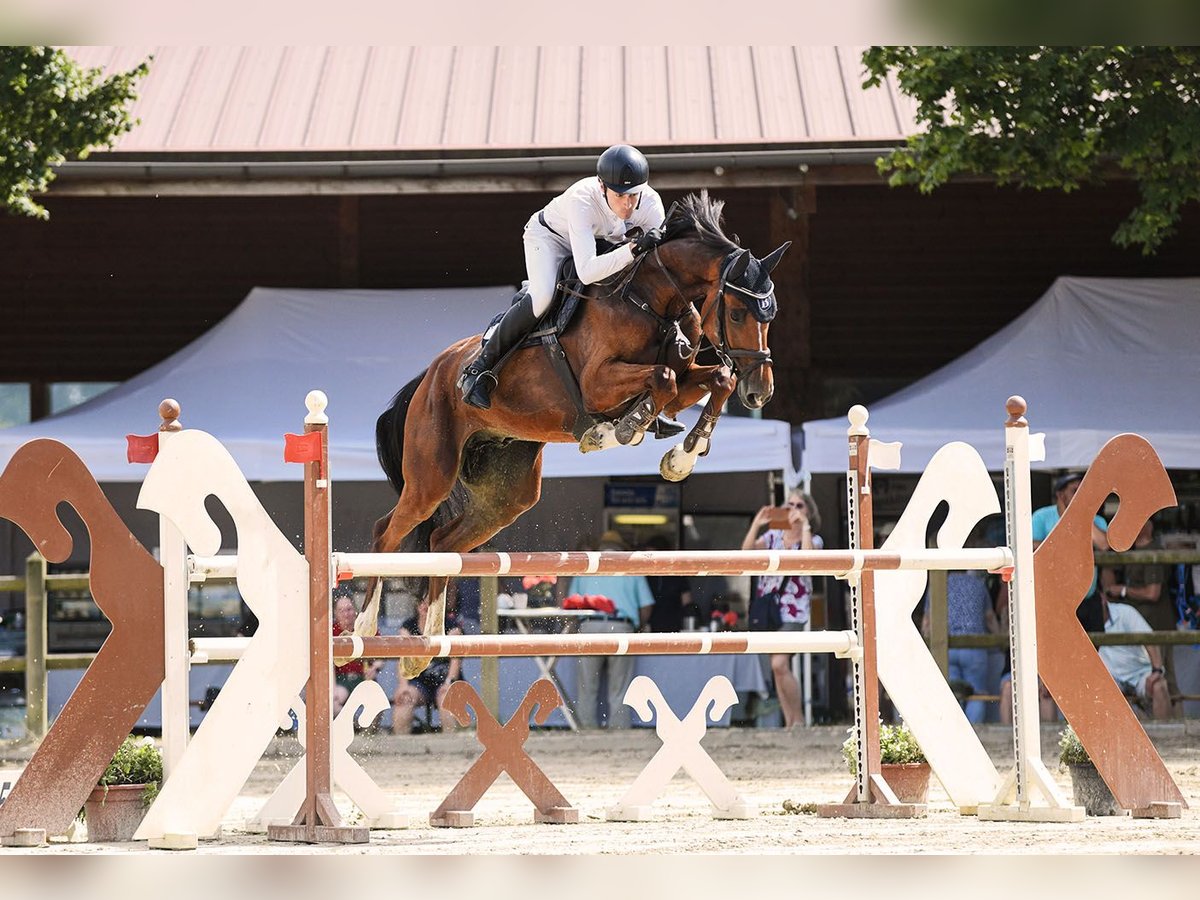 Hanoverian Gelding 5 years 16,2 hh Brown in Riedstadt