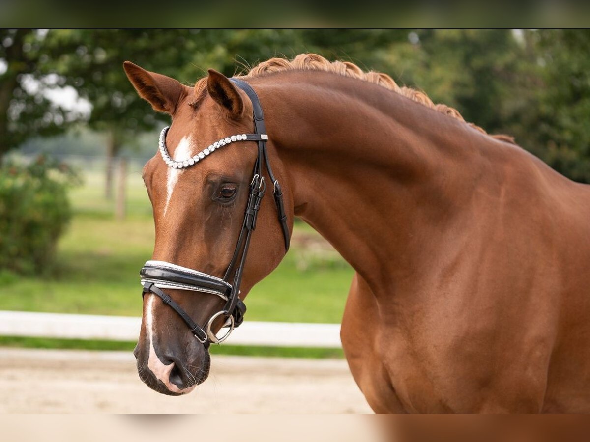 Hanoverian Gelding 5 years 16,2 hh Chestnut-Red in Dorsten