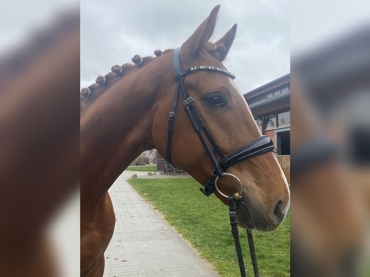 Hanoverian Gelding 5 years 16,2 hh Chestnut-Red in Seligenstadt