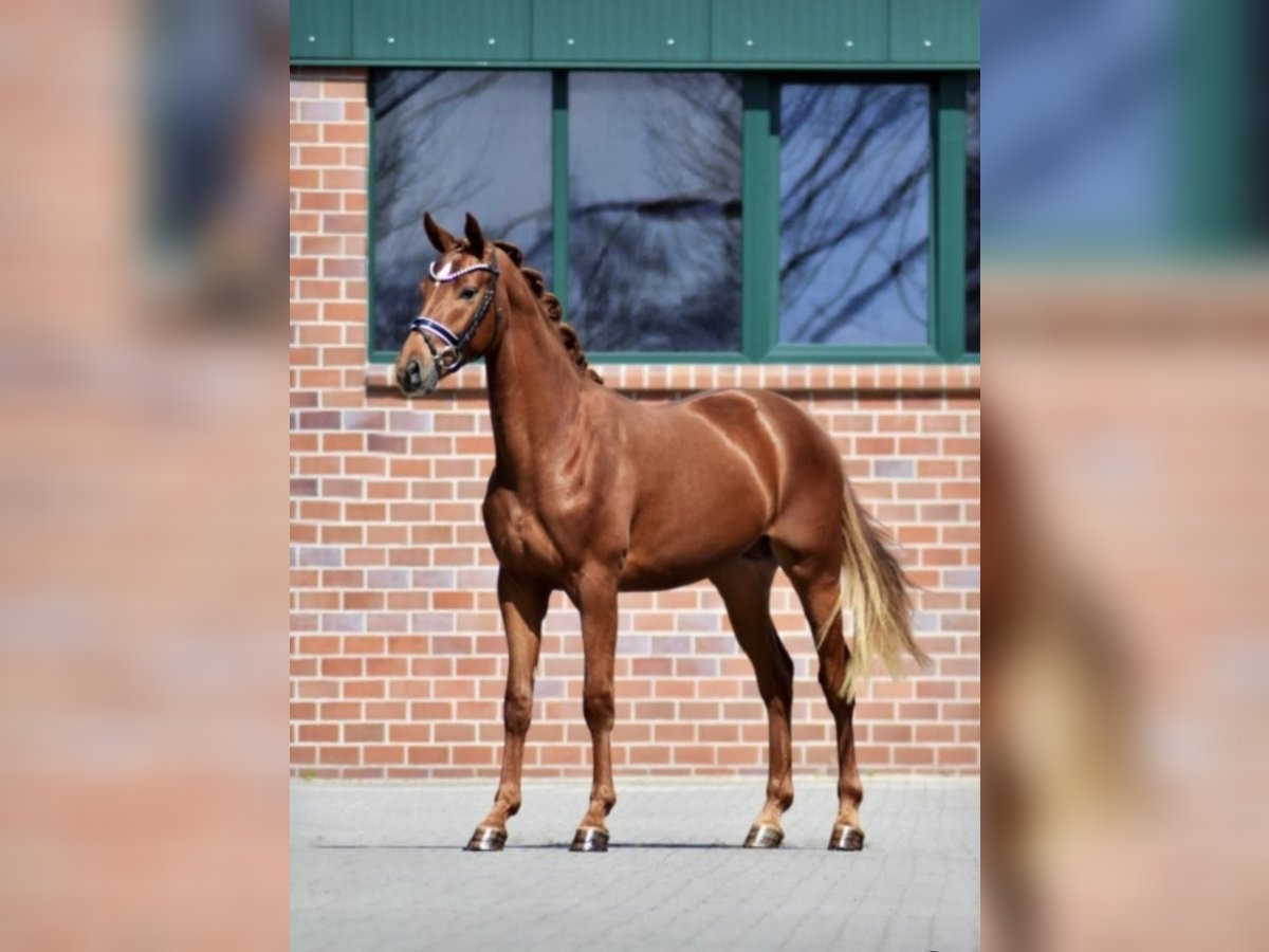 Hanoverian Gelding 5 years 16,2 hh Chestnut-Red in Schömberg