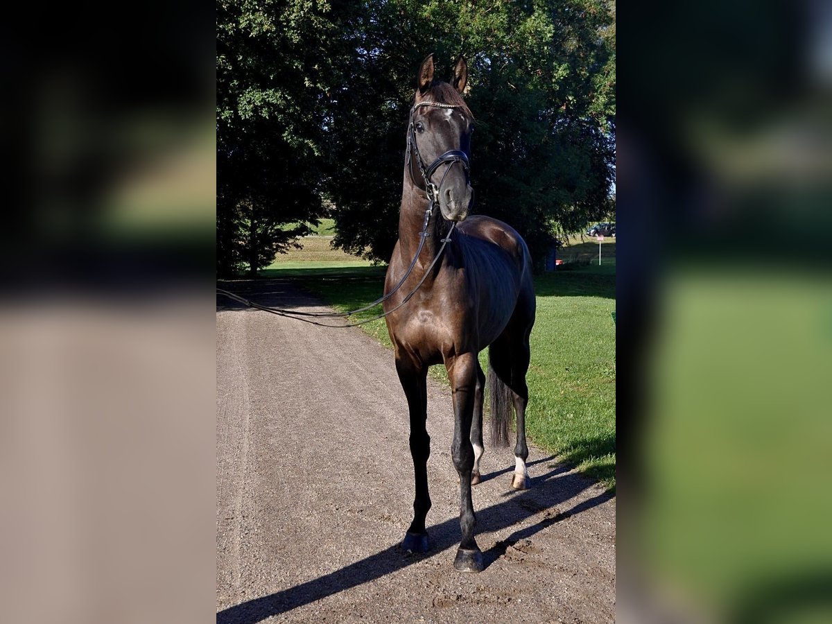 Hanoverian Gelding 5 years 16,2 hh in Hamburg Kirchwerder