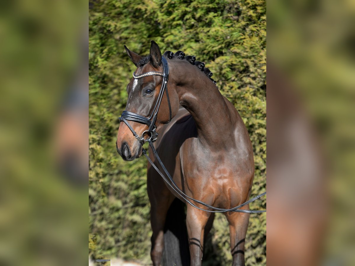 Hanoverian Gelding 5 years 16,2 hh in Sassenberg