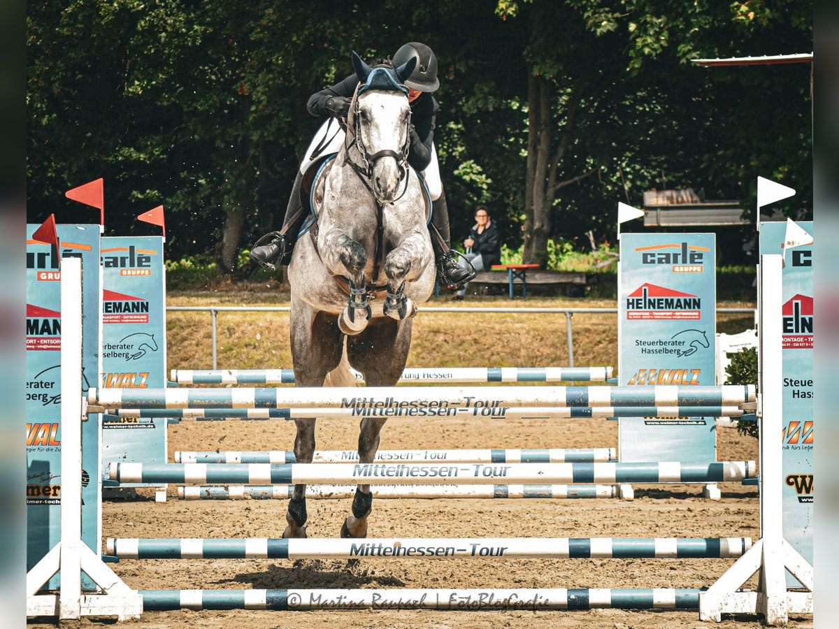 Hanoverian Gelding 5 years 16,2 hh Gray in Dillenburg