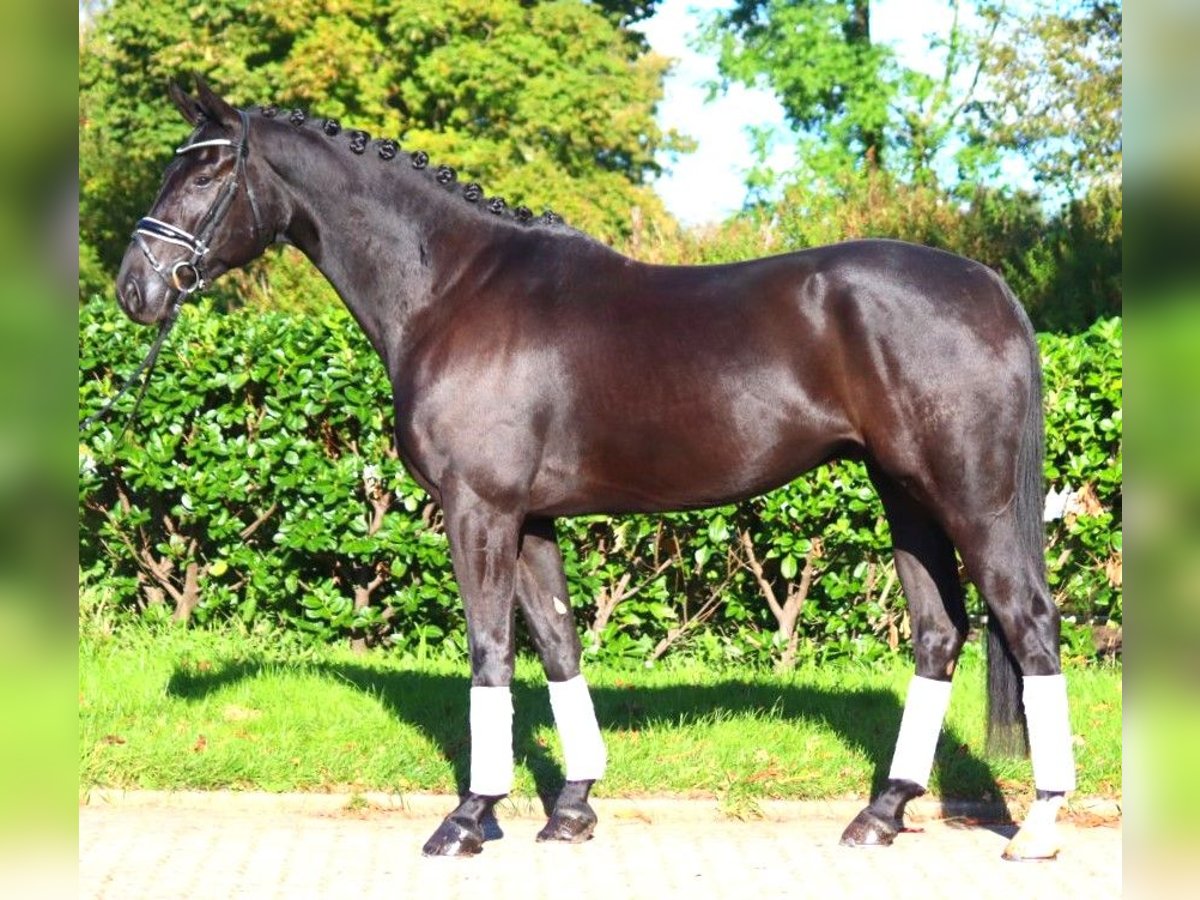 Hanoverian Gelding 5 years 16,3 hh Black in Selsingen