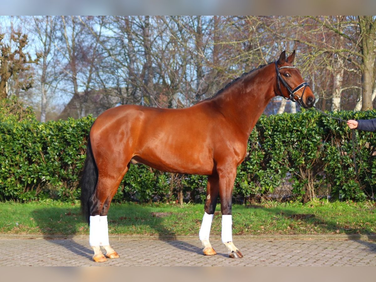 Hanoverian Gelding 5 years 16,3 hh Brown in Selsingen