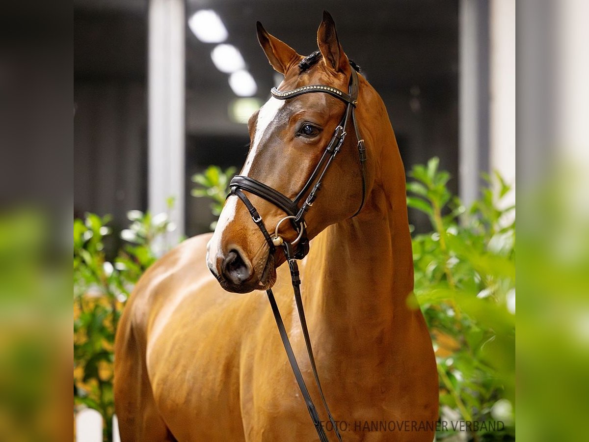 Hanoverian Gelding 5 years 16,3 hh Brown in Verden